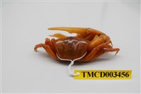 藏品(北方丑招潮蟹)的圖片